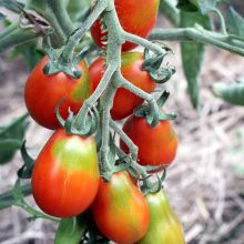 Biobalu Tomatensamen, 10 Alte Sorten, Historisches Saatgut Set